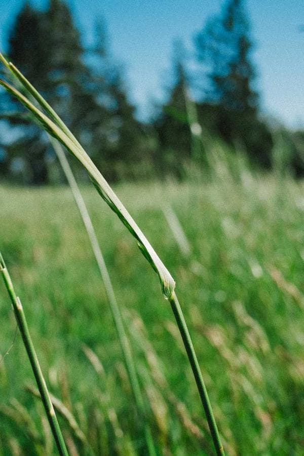 Star Wars: Una Nova Esperanca